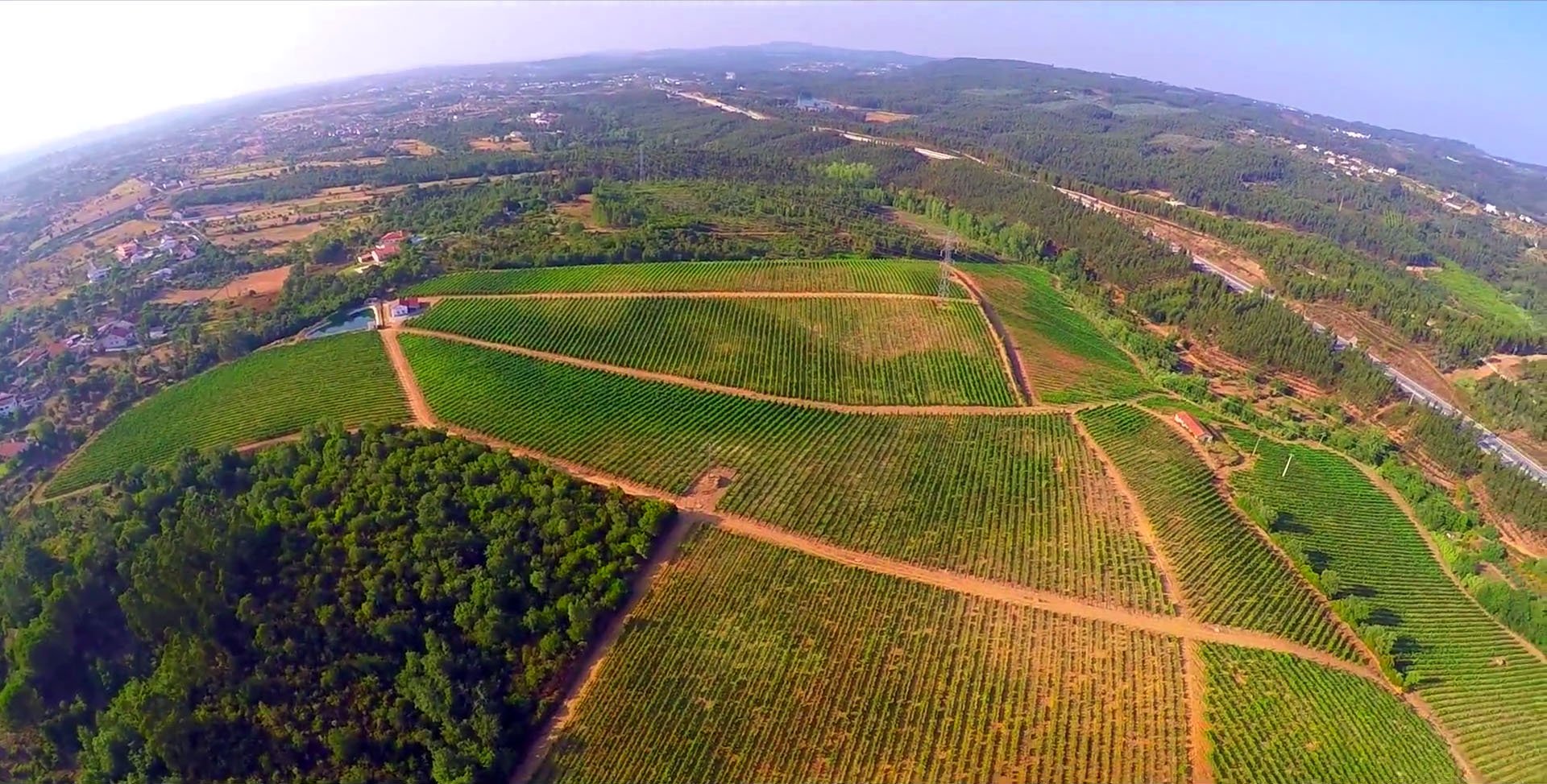 Herdade dos Templários - Vinhas.